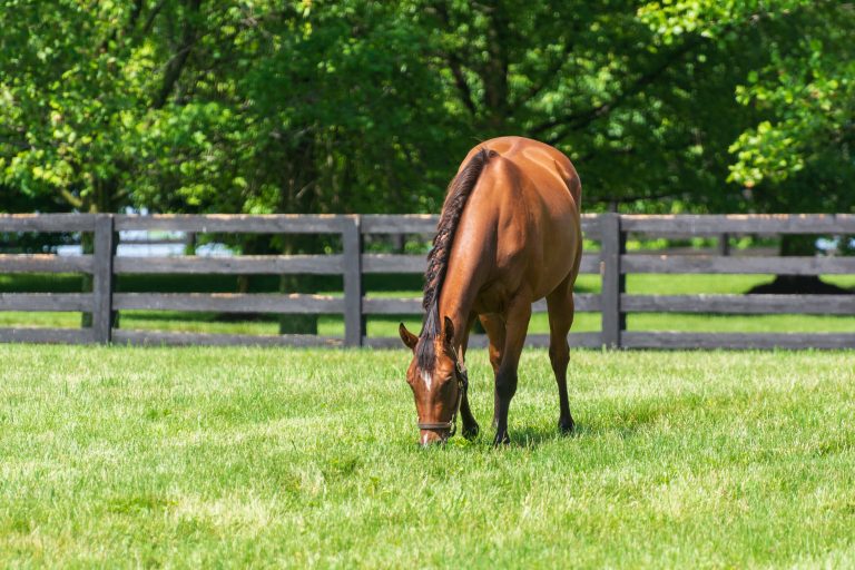 enrichment for senior horses